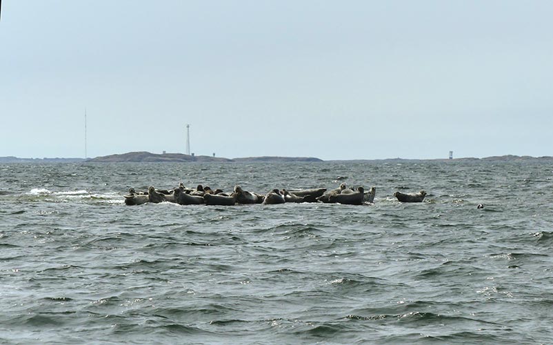 Тюлени облюбовали плоский камень вровень с уровнем моря.